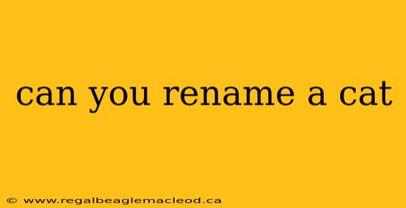 can you rename a cat