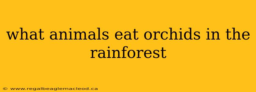 what animals eat orchids in the rainforest