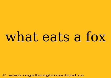 what eats a fox