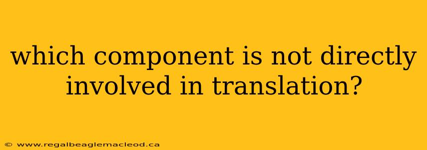 which component is not directly involved in translation?